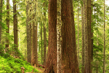 a picture of an Pacific Northwest forest of conifer trees