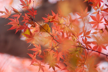 紅葉