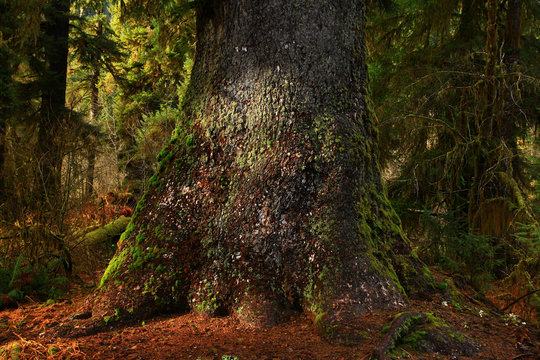 a picture of an Pacific Northwest old growth Sitka spruce tree