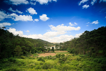 Large Processed Rice Field among Wild Tropical Jungle