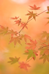 紅葉