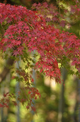 紅葉