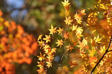 紅葉