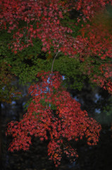 紅葉