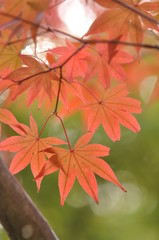 紅葉