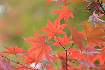 紅葉
