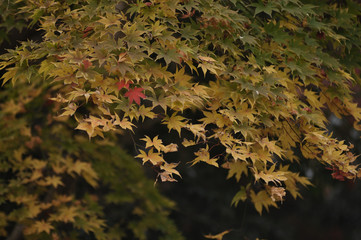 紅葉