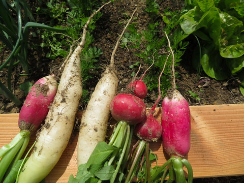 Radieschenernte am Hochbeet