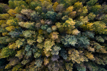 Aerial view of colorful fall foliage of boreal forest in nordic country