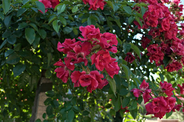 Fototapeta na wymiar Decorative tree blooming with big red flowers