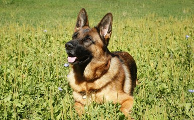 german shepherd