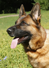 german shepherd