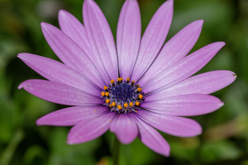Violet Daisy