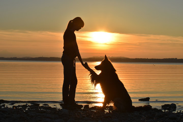 Dog giving paw at sunset