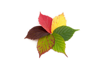 Brombeerblätter in Herbstfarben