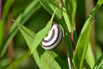white-lipped snail or garden banded snail