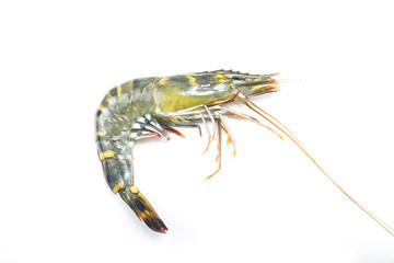 raw tiger shrimps on white background