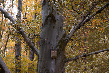 Baum mit gelbe Blätter und Vogelhaus