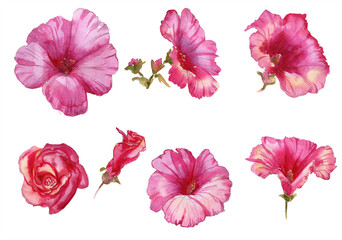 Lavatera nice pink flowers summer, spring hand drawn watercolor pattern