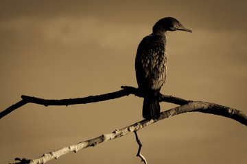 Water bird
