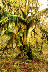 a picture of an Pacific Northwest rainforest 