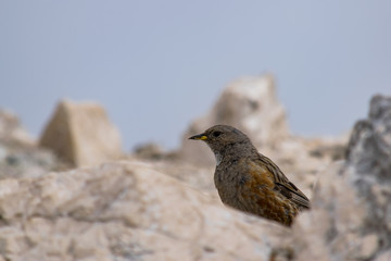 Prunella Collaris