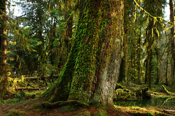 a picture of an Pacific Northwest rainforest old growth Sitka spruce tree