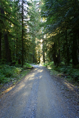 Obraz premium a picture of an Pacific Northwest forest trail