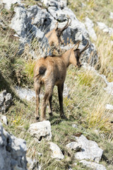 Camoscio D'Abruzzo - Parco Nazionale D'Abruzzo-Lazio-Molise