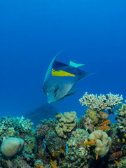 Fototapeta na wymiar Kaiserfisch am Korallenriff