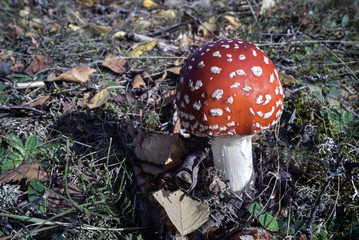 Fly agaric red and white polka dots