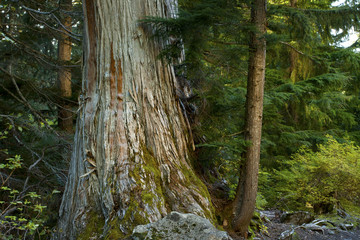 a picture of an Pacific Northwest old growth and young Yellow cedar tree