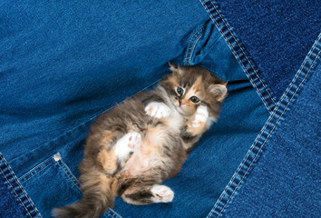 Funny kitten lying on a denim fabric.