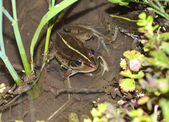 トノサマガエル