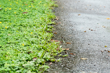Wet asphalt road with grass on side way