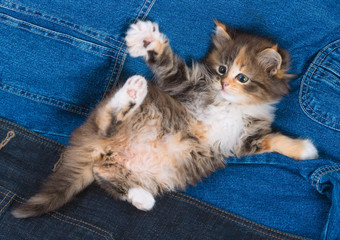 Funny kitten lying on a denim fabric.