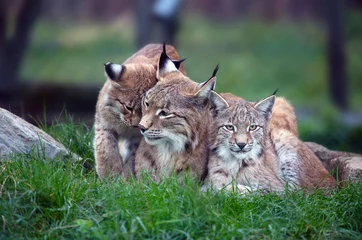 Fotobehang Lynx Lynx familie  © Antonio