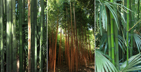 triptyque sur le thème du bambou