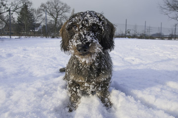 Dackel im Schnee
