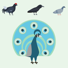 Bird species collection different vector illustration wild animal characters avifauna tropical feather pets