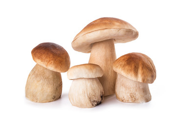 Fresh Mushrooms family