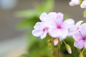 Obraz premium Różowy kwiat pelargonii, Pelargonium x garden LHBail (Geranium)