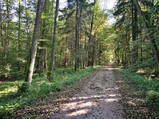 Ground road crossing autumnal deciduous stand