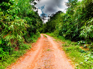 Jungle along the way of a dirt road