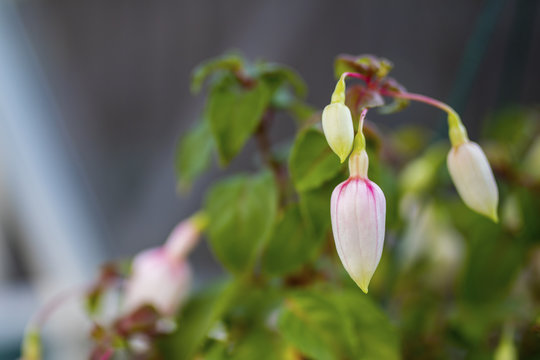 Unopened fuchsia petals ready to bloom in a hanging basket in an English potting shed