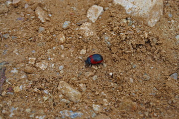 A Small beetle black and red walking on the ground
