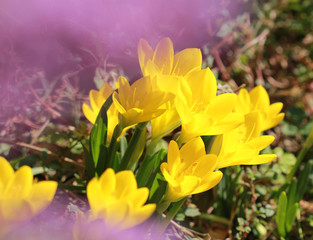 Цветы Штернбергии жёлтой (Sternbergia lutea) в осеннем парке