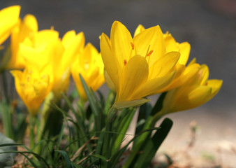 Цветы Штернбергии жёлтой (Sternbergia lutea) в осеннем парке