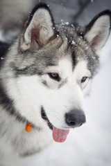Portrait of Siberian husky vertical