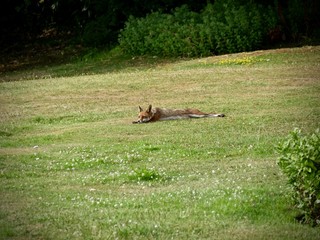 Sunbathing Fox
